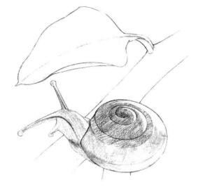 蜗牛的素描铺大色画法步骤02