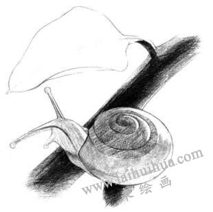 蜗牛的素描铺大色画法步骤03