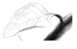 蜗牛的素描铺大色画法步骤04