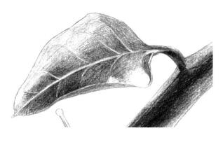 蜗牛的素描铺大色画法步骤05