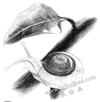 蜗牛的素描铺大色画法步骤06