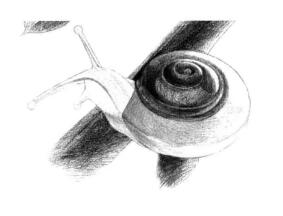 蜗牛的素描铺大色画法步骤08