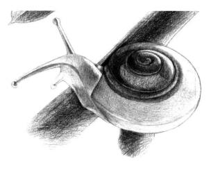 蜗牛的素描铺大色画法步骤09