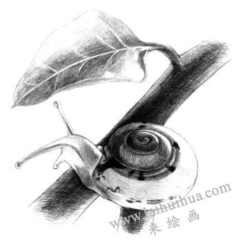 蜗牛的素描铺大色画法步骤09