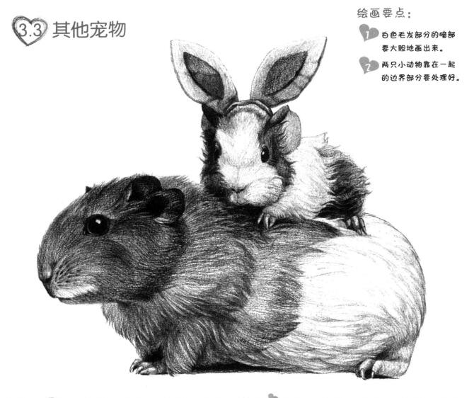 天竺鼠画法步骤,小豚鼠素描画法,小仓鼠素描画法