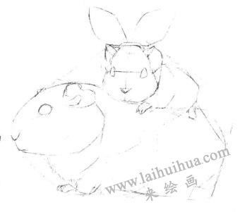 天竺鼠画法步骤,小豚鼠素描画法,小仓鼠素描画法
