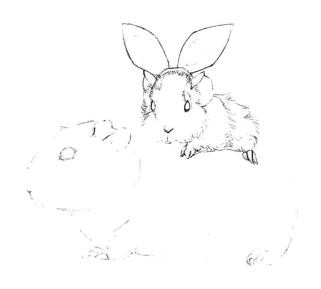 天竺鼠画法步骤,小豚鼠素描画法,小仓鼠素描画法