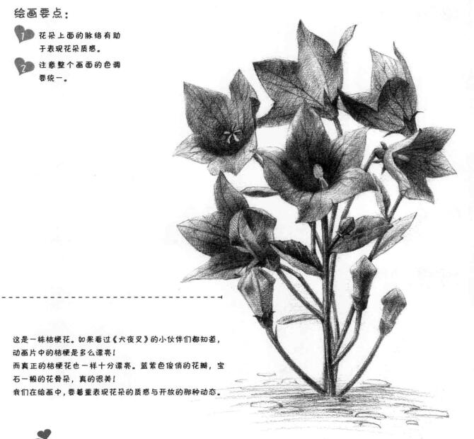 桔梗花的素描画法
