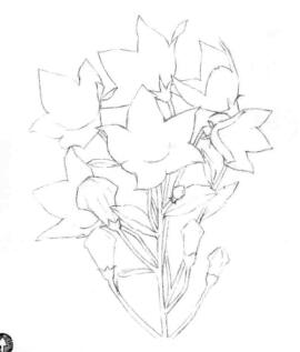 桔梗花的素描画线稿画法步骤02