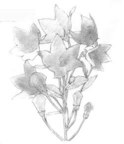桔梗花的素描铺大色画法步骤01