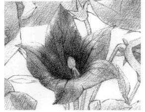 桔梗花的素描逐个细化画法步骤01