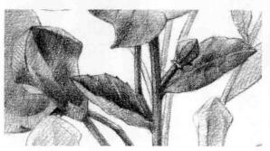 桔梗花的素描逐个细化画法步骤02