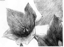 桔梗花的素描逐个细化画法步骤06