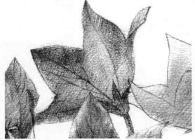桔梗花的素描逐个细化画法步骤07