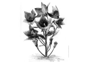 桔梗花的素描画法