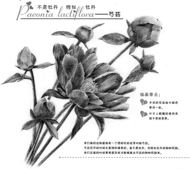 芍药的素描画法