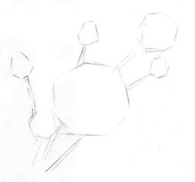 芍药的素描画线稿画法步骤02
