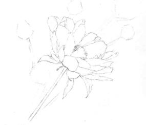 芍药的素描画线稿画法步骤03
