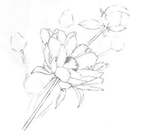 芍药的素描画线稿画法步骤04
