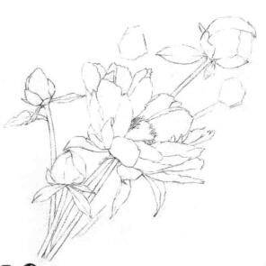 芍药的素描画线稿画法步骤05
