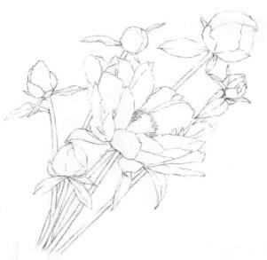 芍药的素描画线稿画法步骤06
