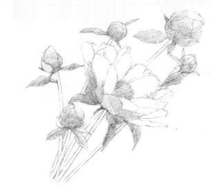 芍药的素描铺大色画法步骤01