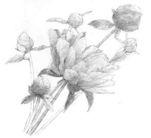 芍药的素描铺大色画法步骤02
