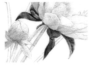 芍药的素描逐个细化画法步骤01