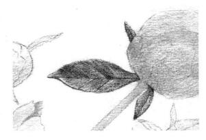 芍药的素描逐个细化画法步骤02