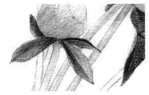 芍药的素描逐个细化画法步骤02