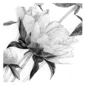 芍药的素描逐个细化画法步骤05