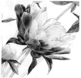 芍药的素描逐个细化画法步骤06