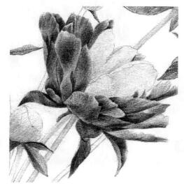 芍药的素描逐个细化画法步骤07