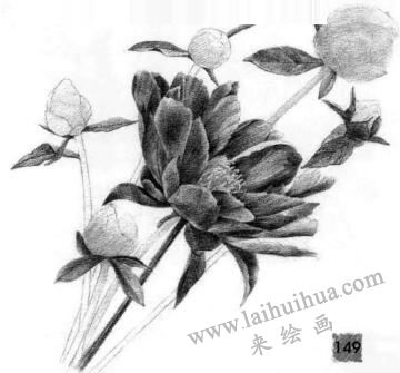 芍药的素描逐个细化画法步骤08