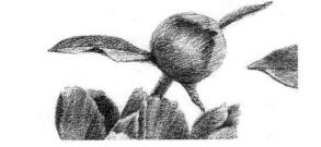 芍药的素描逐个细化画法步骤10