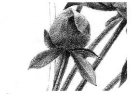 芍药的素描逐个细化画法步骤11