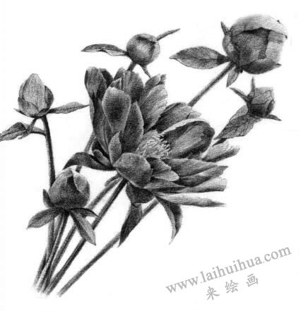 芍药的素描逐个细化画法步骤12
