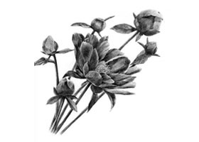 芍药的素描画法