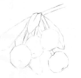枇杷果的素描画线稿画法步骤02