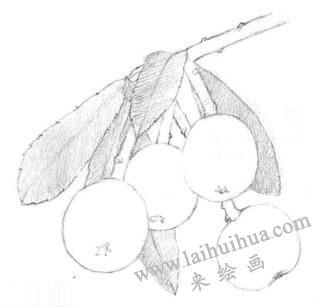 枇杷果的素描铺大色画法步骤01
