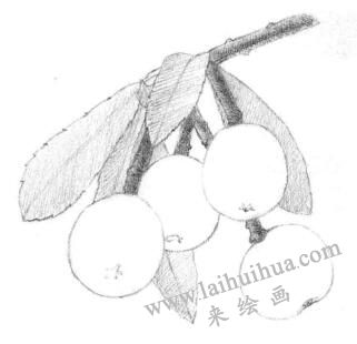 枇杷果的素描铺大色画法步骤02