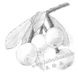枇杷果的素描铺大色画法步骤03