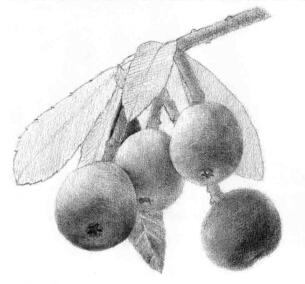 枇杷果的素描逐个细化画法步骤03
