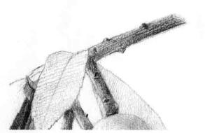 枇杷果的素描逐个细化画法步骤06