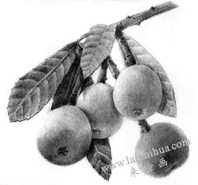 枇杷果的素描逐个细化画法步骤08