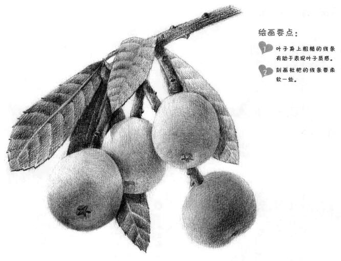 枇杷果的素描画法