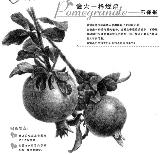 石榴果的素描画法