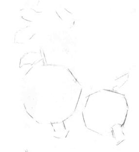 石榴果的素描画线稿画法步骤01