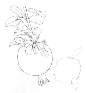 石榴果的素描画线稿画法步骤02