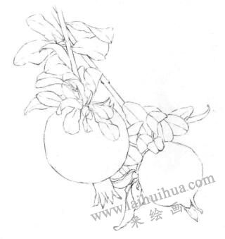 石榴果的素描画线稿画法步骤03
